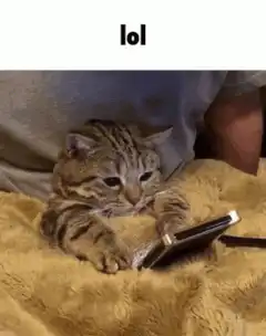 Cat reading a book lol