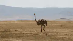 Ostrich walking in savanna