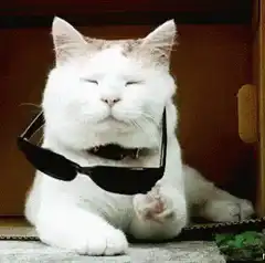 Cat puts on sunglasses deal with it