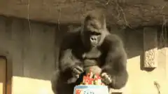 gorilla eating birthday cake