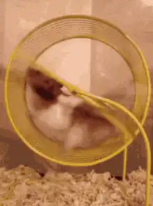 hamster stuck in yellow wheel