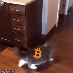 cat jumps at bitcoin price