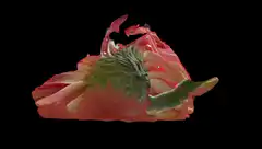 Pink and green abstract 3d shape morphing