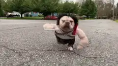 Bulldog dressed as Rambo