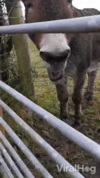 Donkey yawning behind fence