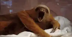 Sloth yawning and closing eyes