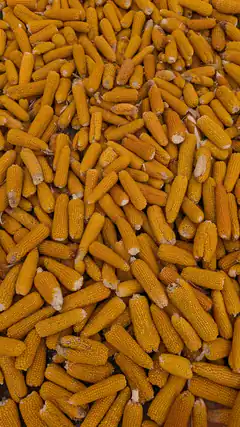 pile of dried corn cobs