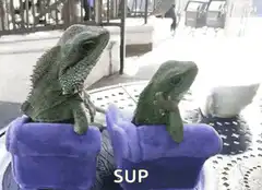 Two lizards relaxing on a purple couch