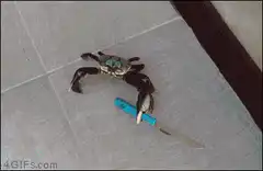 Crab holding a knife