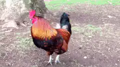 Rooster standing in dirt