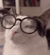 Cat wearing glasses looking around