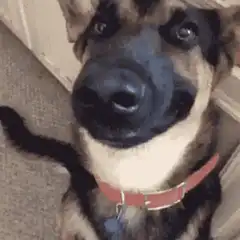 German Shepherd Dog Smiling