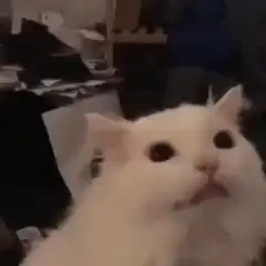 white cat looking up with tongue out