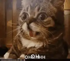 Oh Oh Oh Oh Cat Reaction