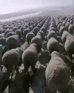 Endless field of sheep