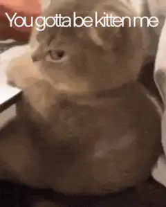 You gotta be kitten me cat