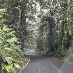 winding road through lush green forest
