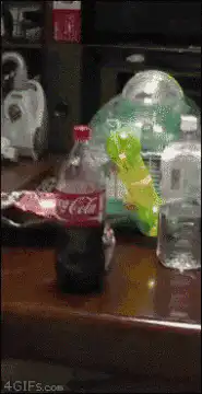 Hamster peeking from behind Coca-Cola bottle