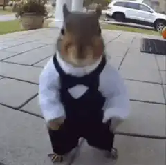 dancing squirrel in tuxedo