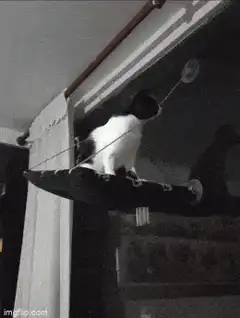 Cat on window perch falls off