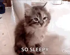 Sleepy kitten falling over