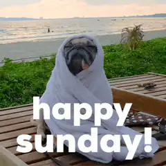 Happy Sunday Pug in Towel