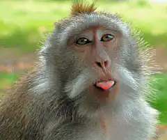 Monkey sticking tongue out