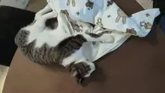 cat playing with bunny blanket