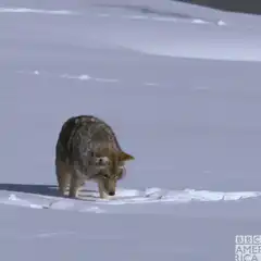 Coyote digging in snow
