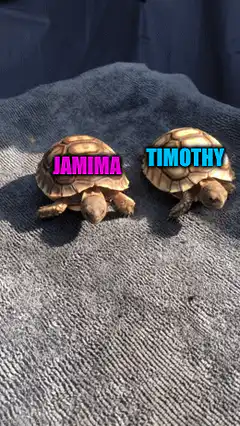 Two small tortoises named Jamima and Timothy