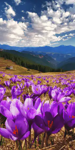 Birds flying over purple crocus field