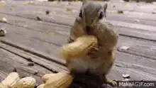 Squirrel stuffing its cheeks with peanuts
