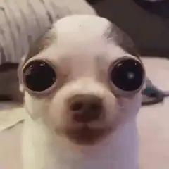 Chihuahua with giant bulging eyes