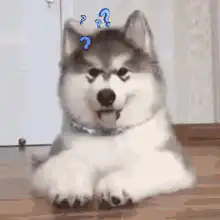 Confused Husky Puppy with Question Marks