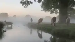 Deer grazing by a misty river