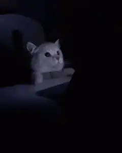 cat watching laptop screen