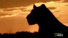Silhouette of a lioness at sunset