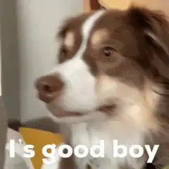 Good boy dog meme