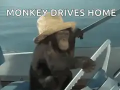 Monkey drives home