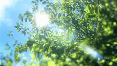 Sunlight shining through green leaves
