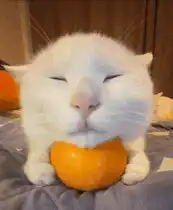 Sleeping white cat with orange