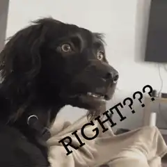 Dog looking confused with text RIGHT???