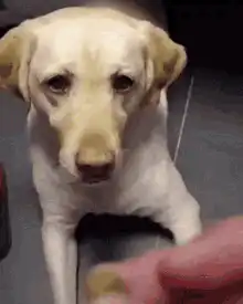 Sad dog gets excited then disappointed