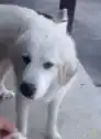 white dog eating from hand