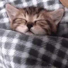 Sleeping tabby kitten in blanket