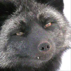 close-up of a black fox face