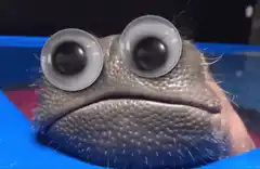 Frog with googly eyes and lips