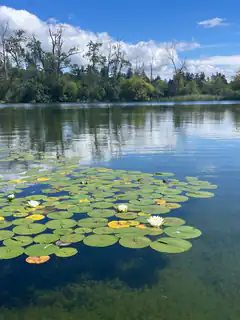lily pads and white flowers on calm lake