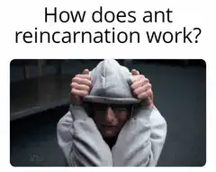 How does ant reincarnation work?
