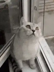 Cat gets poked and looks up